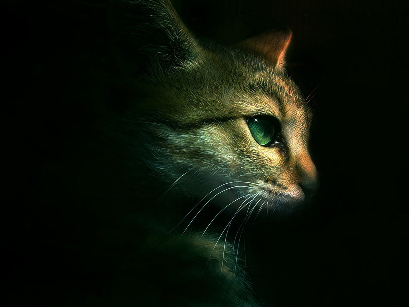 Dramatic Cat Warrior Cats Forever Wallpaper