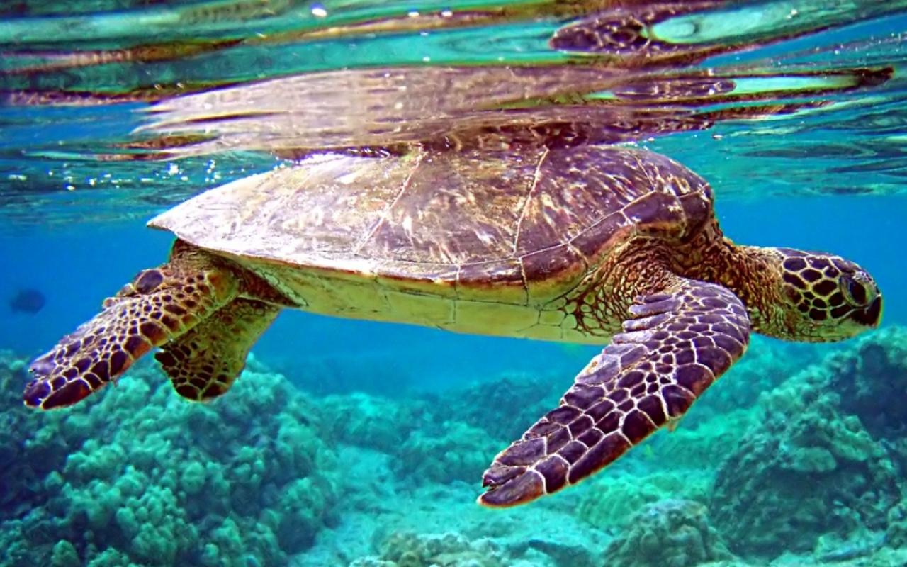 Touch Sea Turtle Live Wallpaper For Android Htc First New