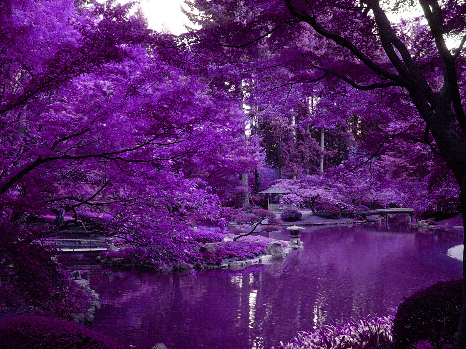 Thread Purple Scenery With Zen Pond In Japanese Garden