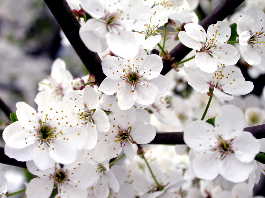 White Camomile Flowers Desktop Flower Wallpaper