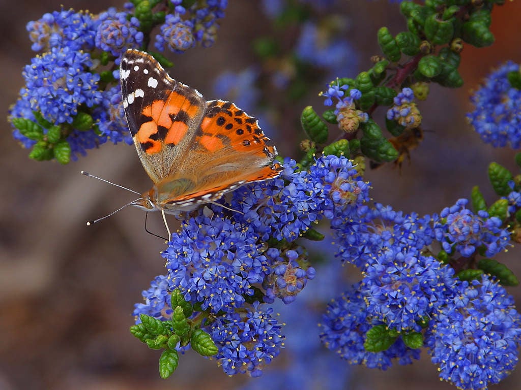 butterfly butterflies insects Butterflies Pictures Wallpapers Free