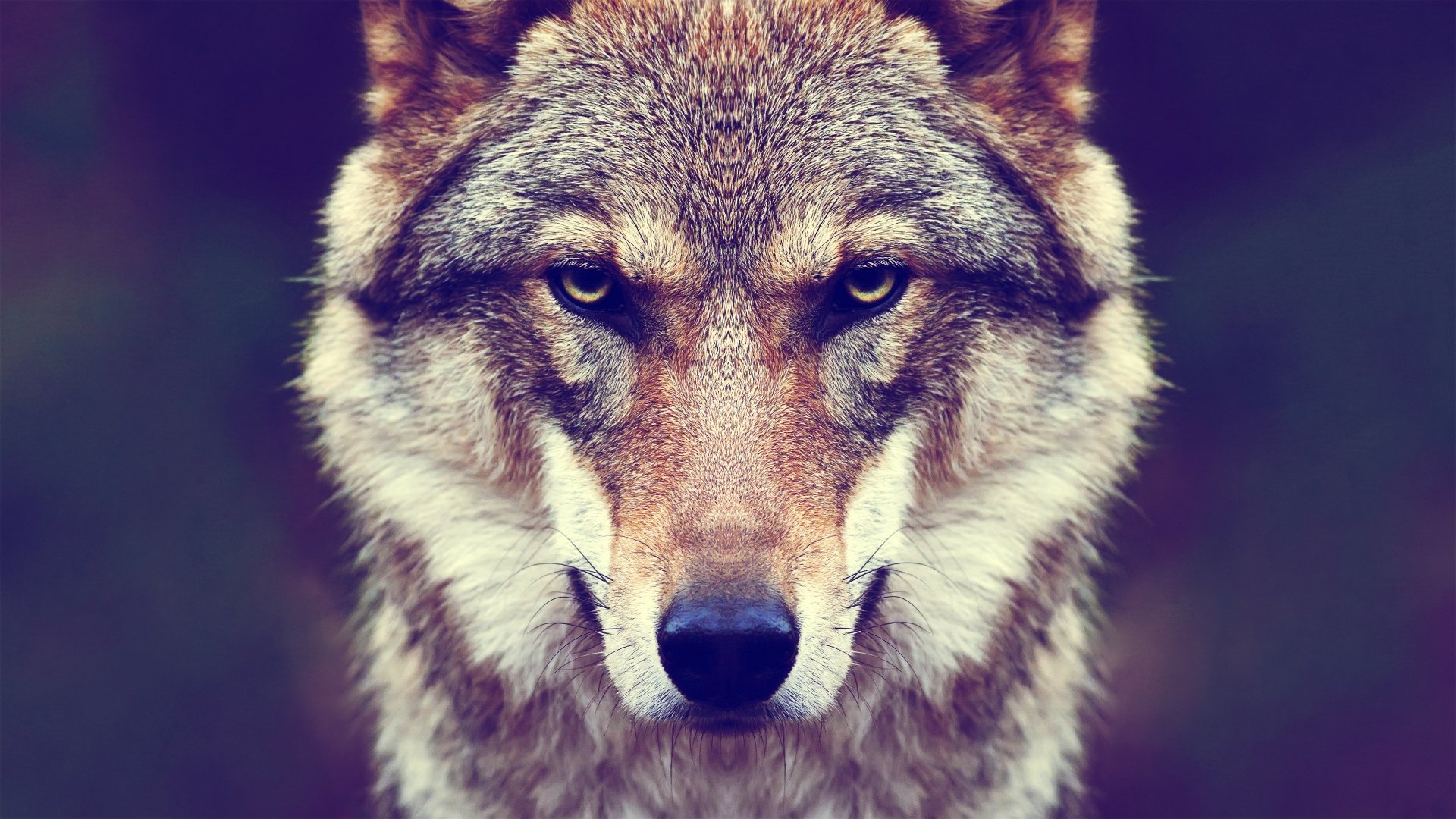 4k Ultra HD Wolf Wallpaper
