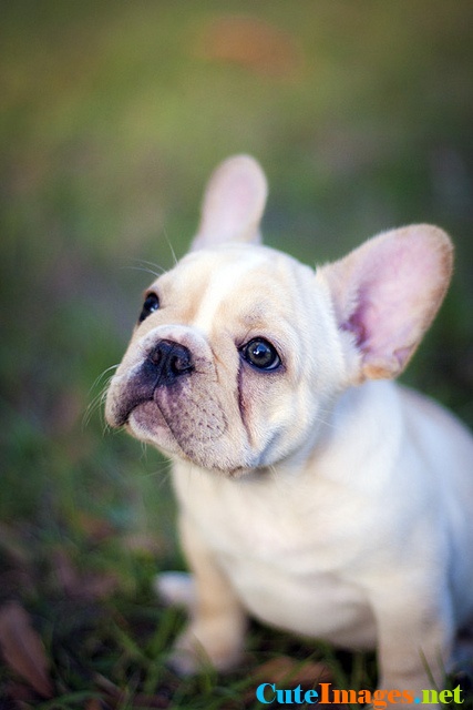 French Bulldog Cute Dogs Dog Pictures Breeds