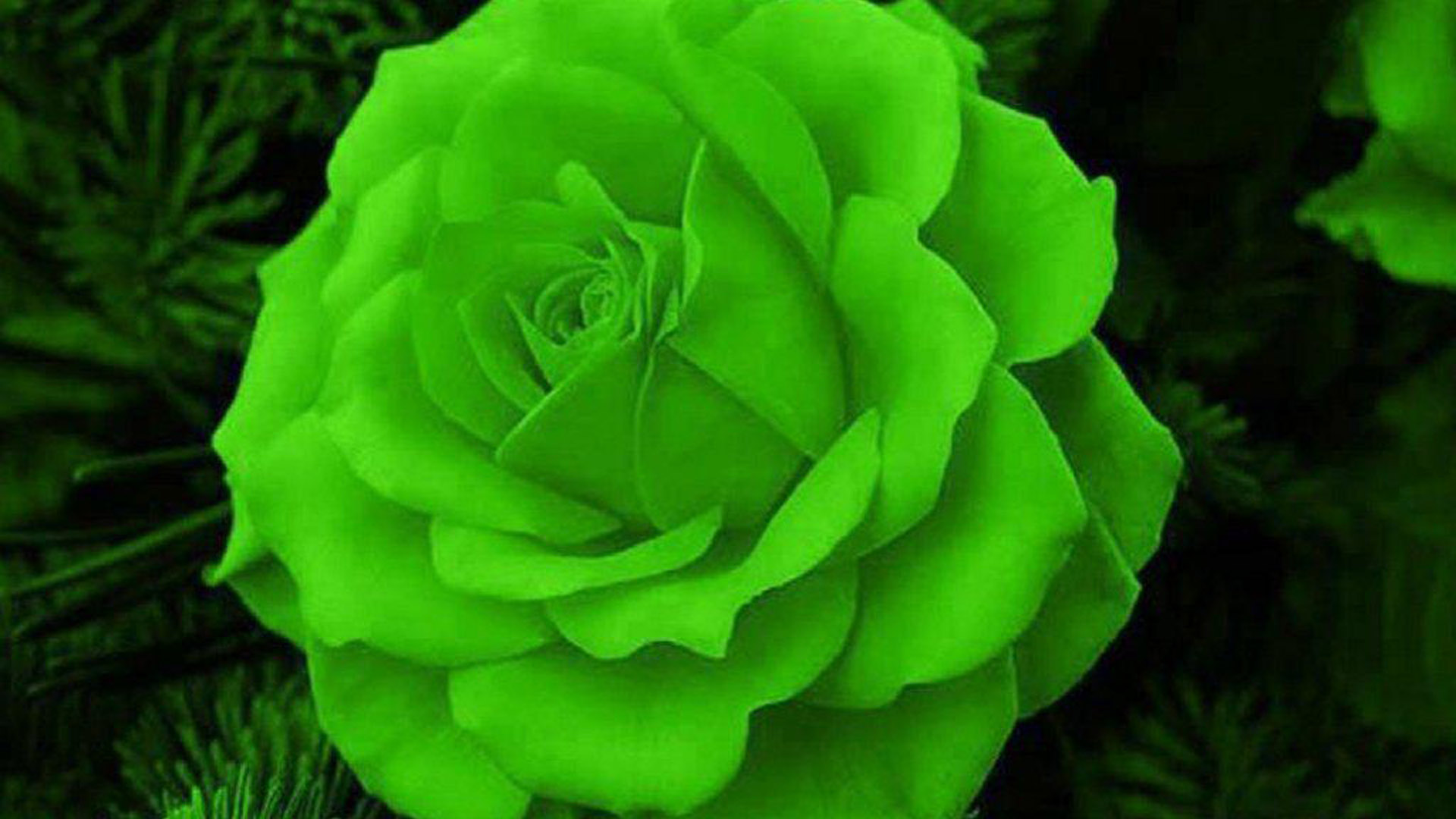 Green Rose Wallpaper