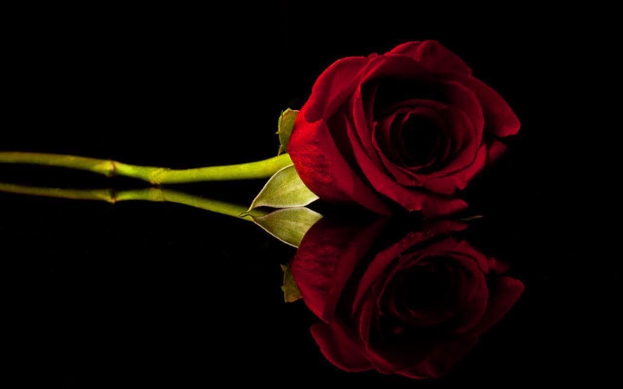 Red Rose Desktop Wallpaper HD