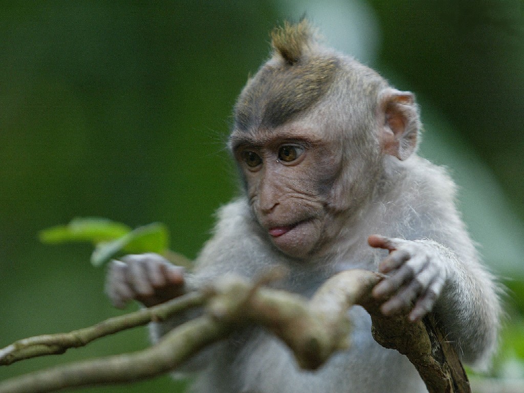 Desktop Nature Wallpaper Baby Monkey Funny