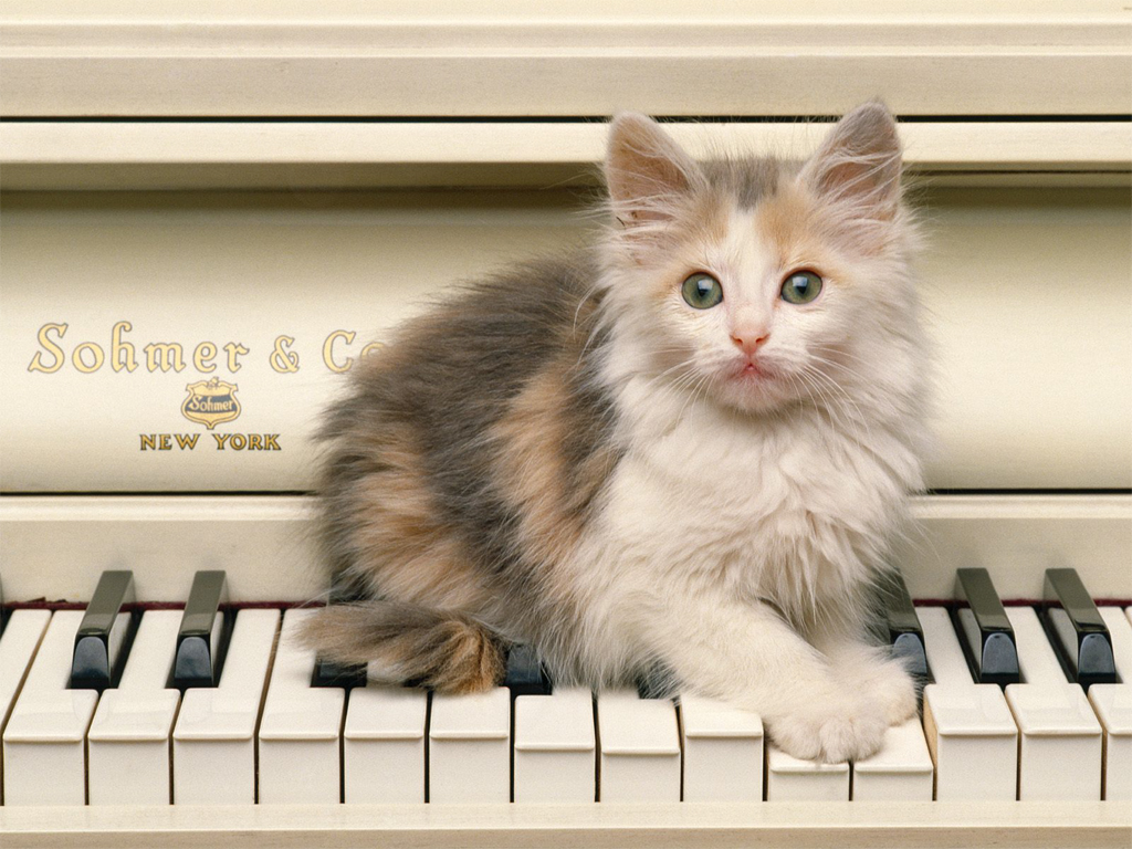 Desktop Wallpaper For Cat Lovers Pictures Of Cats