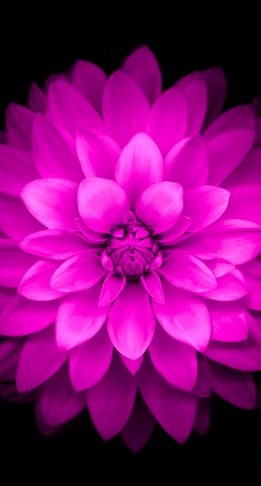 Flowers Purple Black Wallpaper Sc iPhone6
