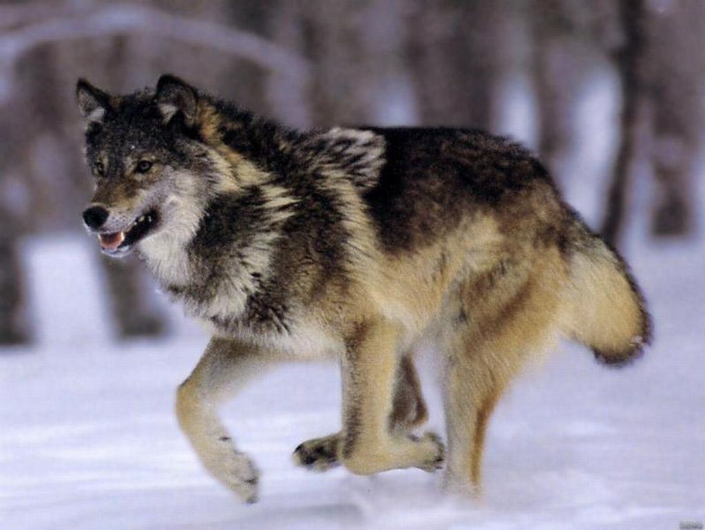 Running Wolf Dog Gray Wolves