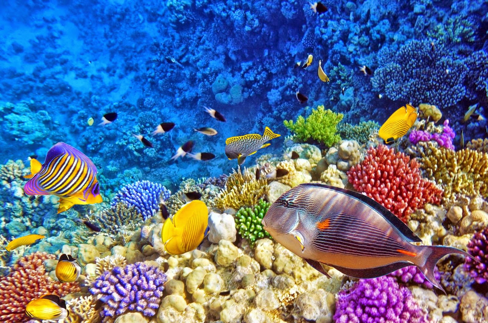 Coral Reef HD Wallpaper Earth