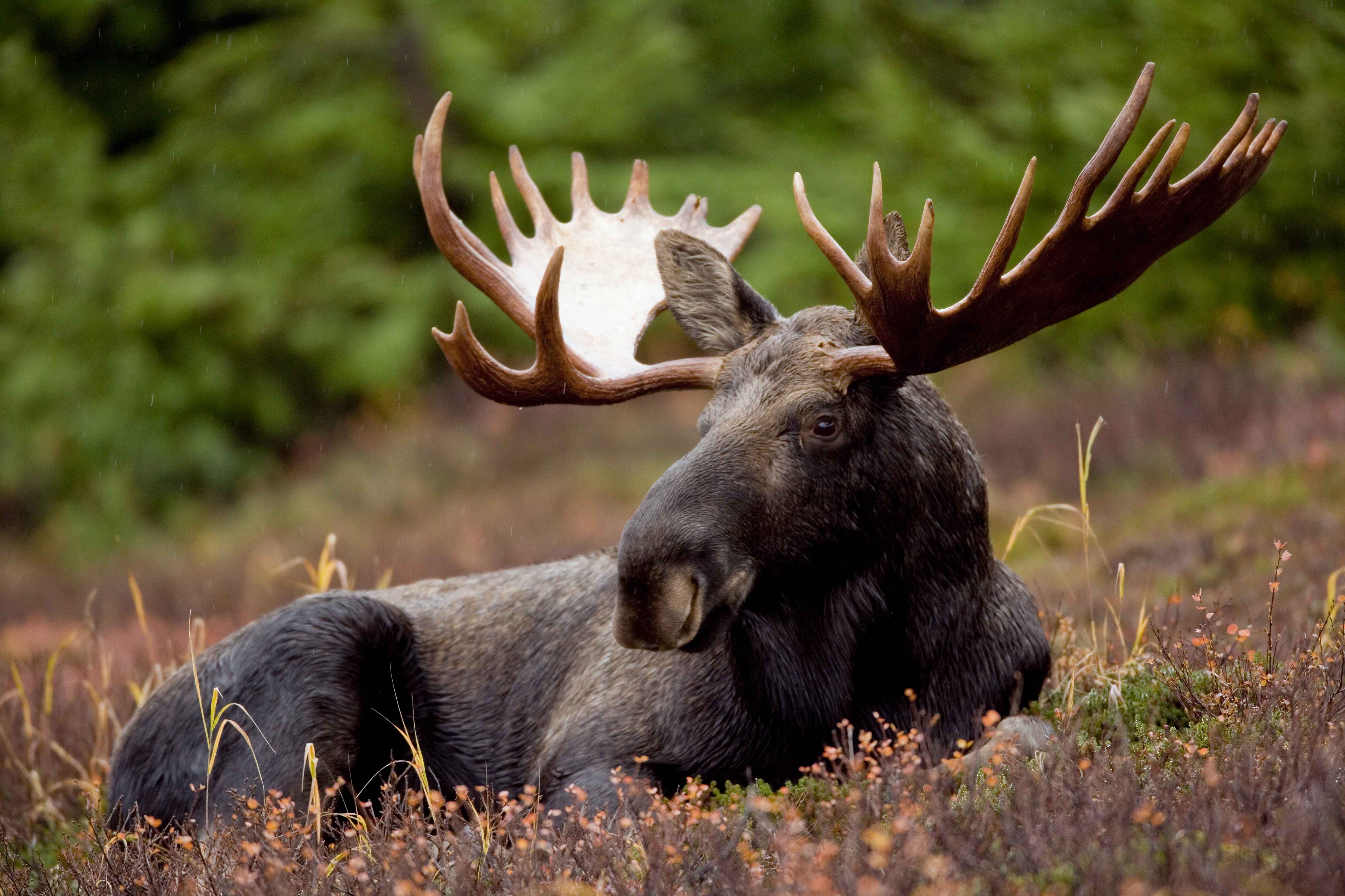 Description A Bull Moose Animal Mammal Jpg