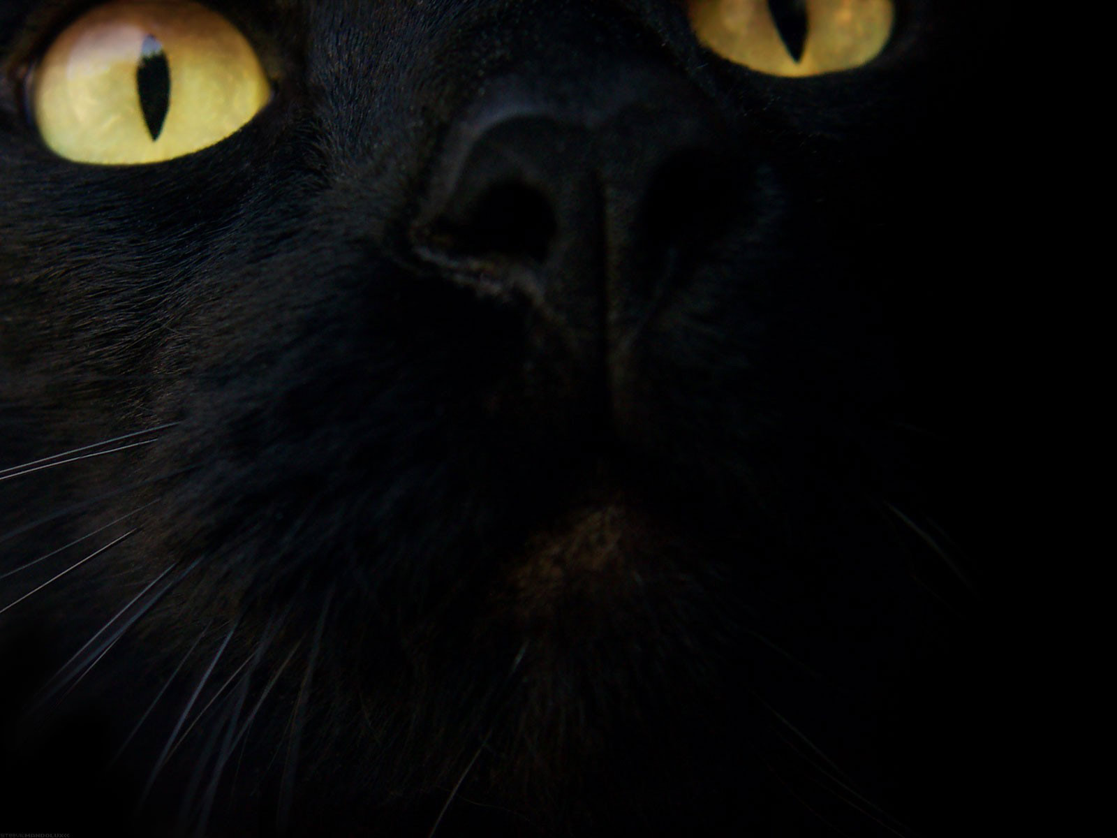 Black Cat Background On