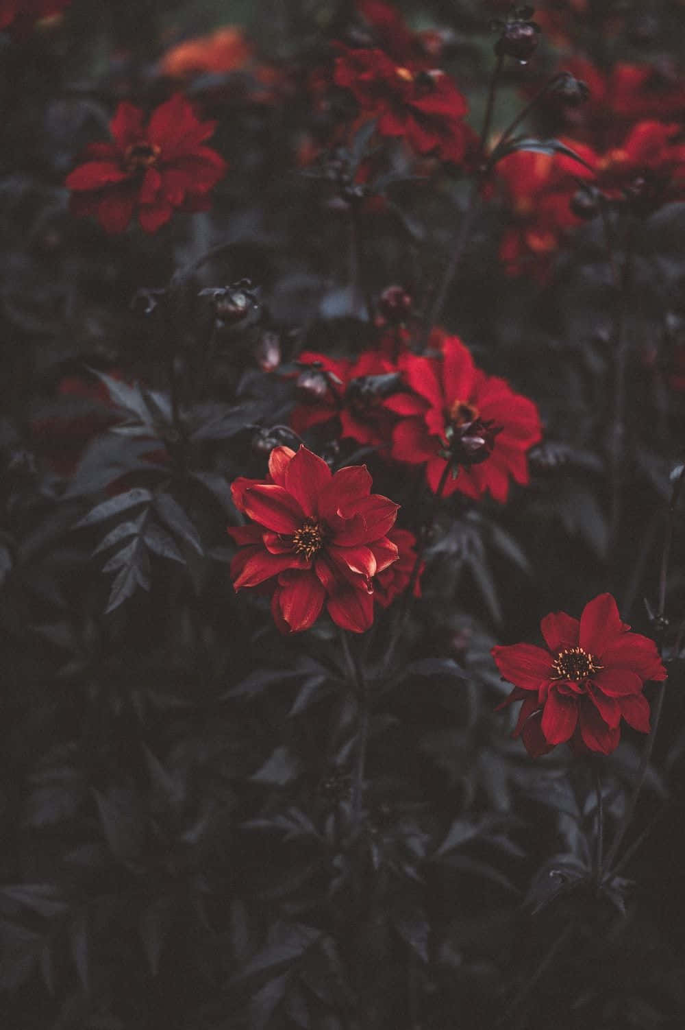 Red Rose Aesthetic Wallpaper