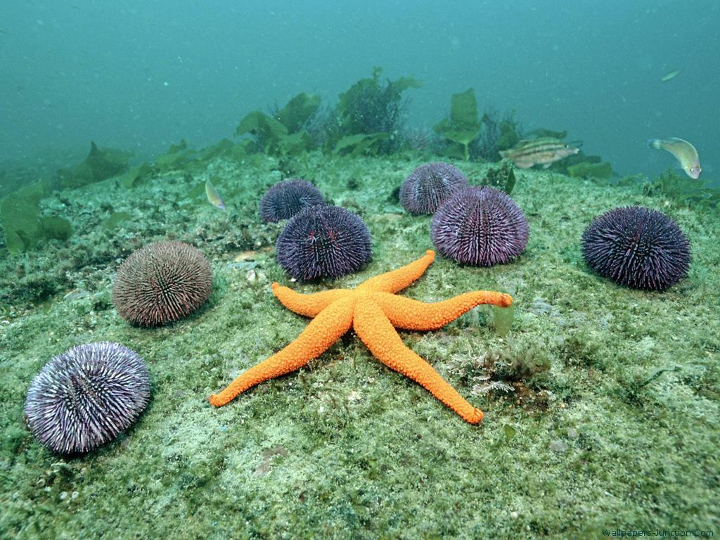 Starfish And Sea Star Essentially Refer To Members Of The Class