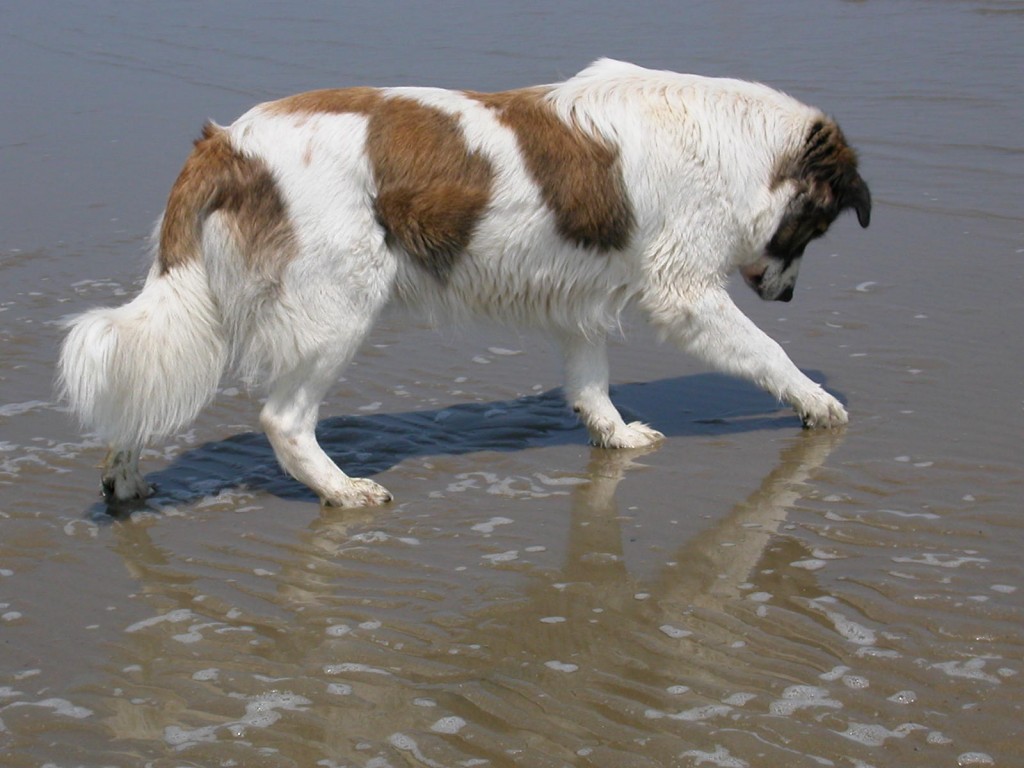 Dog On The Beach Photo And Wallpaper Beautiful Aidi