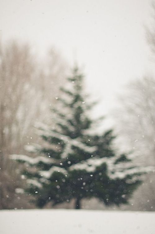 Christmas Tree Winter iPhone Wallpaper Phone Pintere