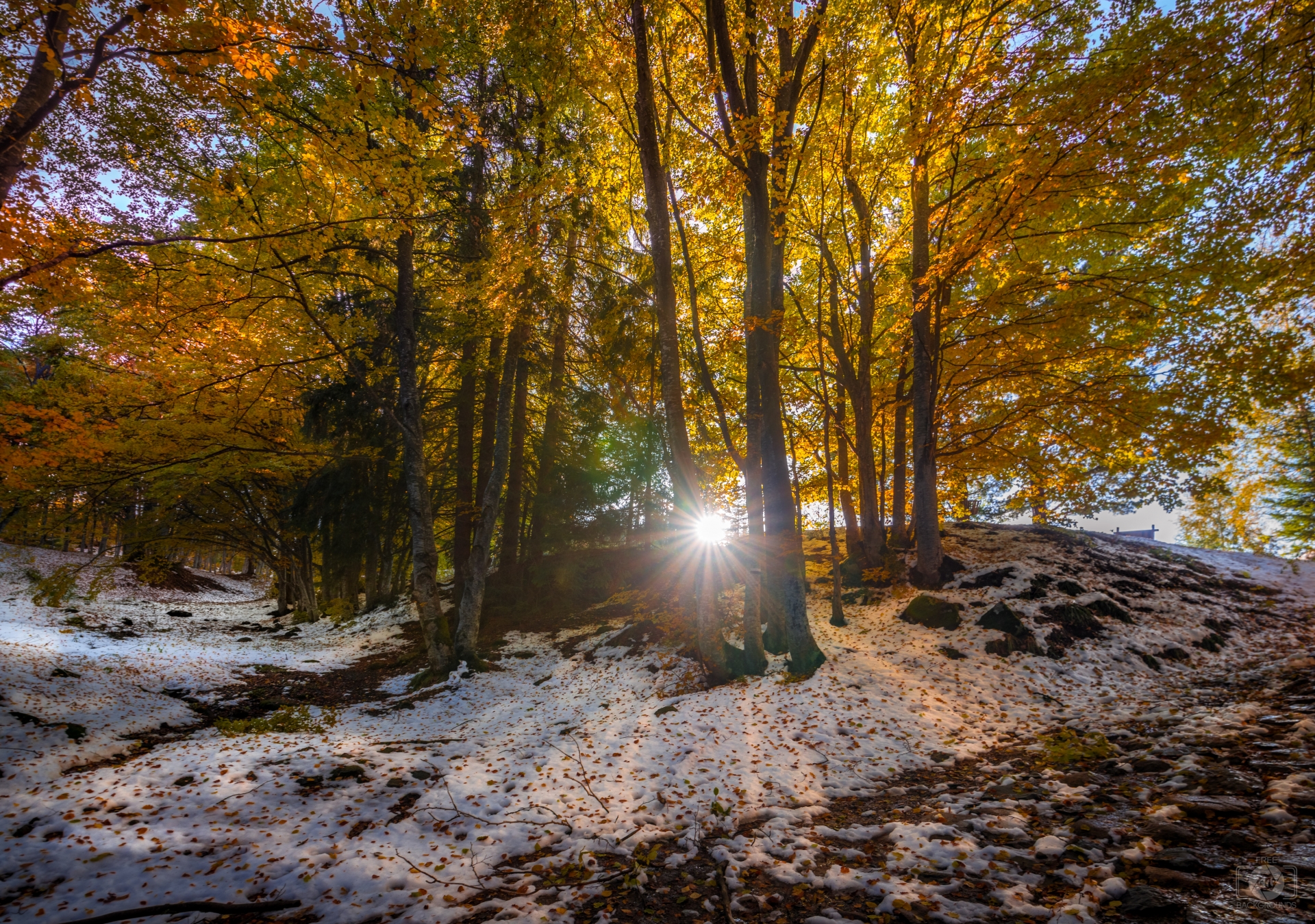 Early Winter Sunny Background High Quality Background
