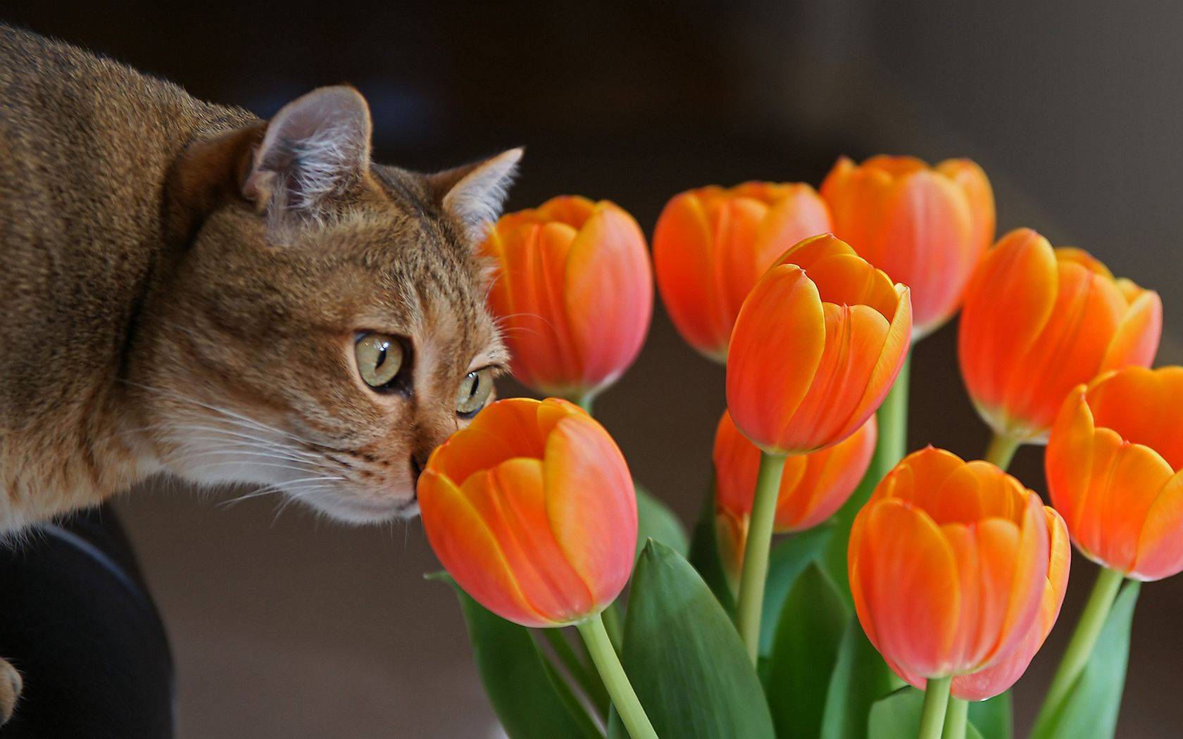 Touch Of Spring Cats Wallpaper