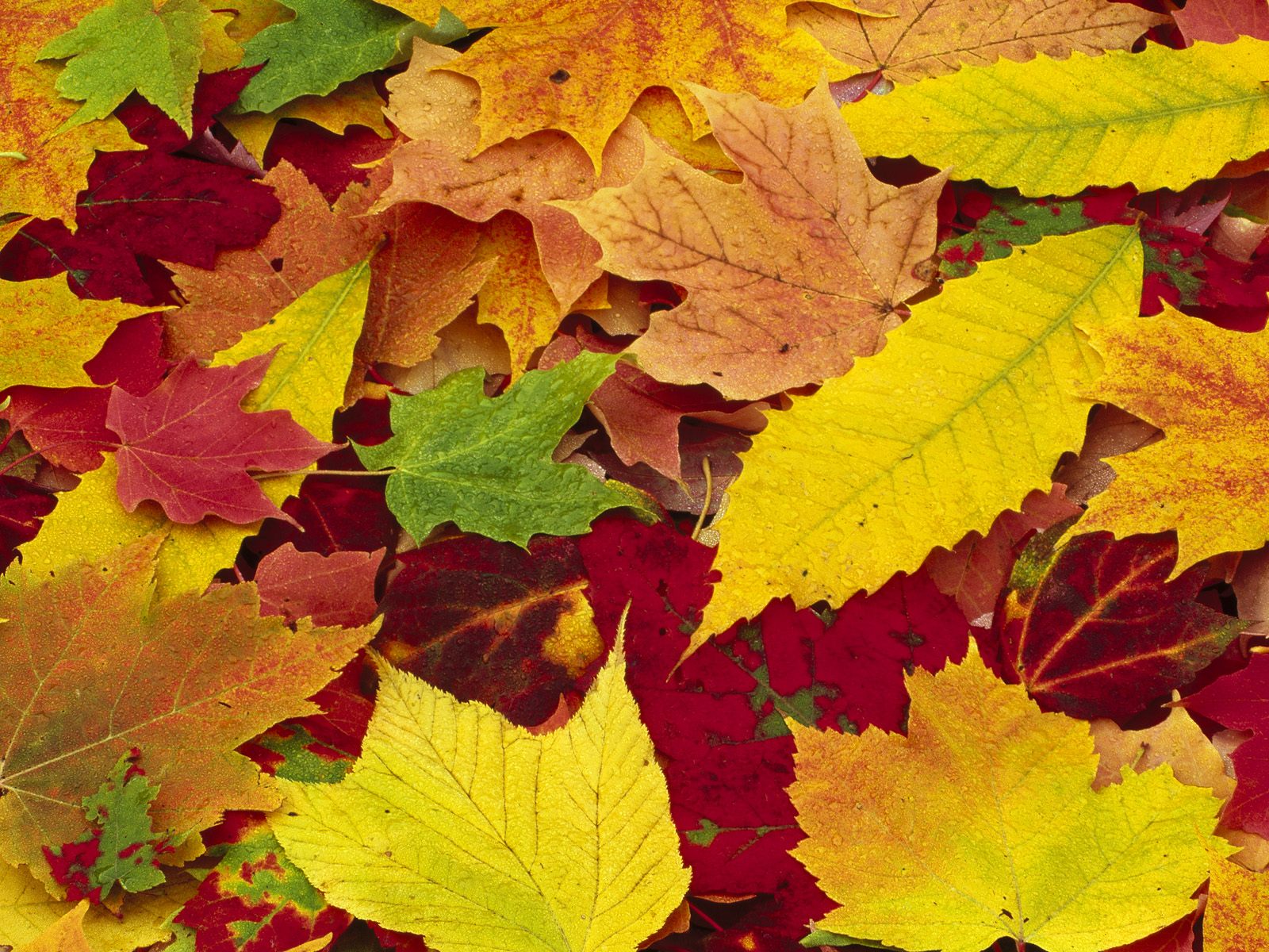 Fall Leaves Wallpaper Background HD Background