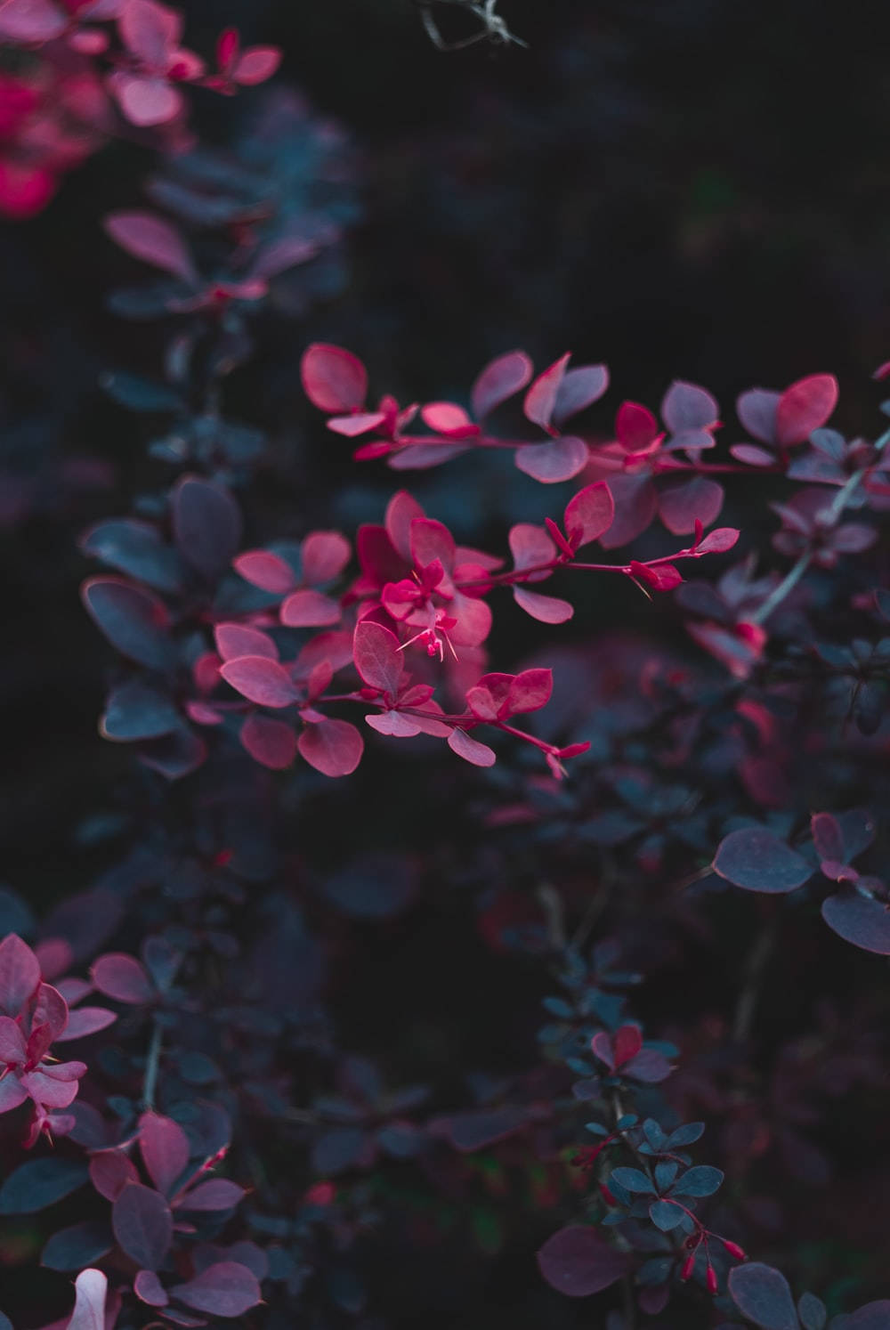 Dark Floral Wallpaper
