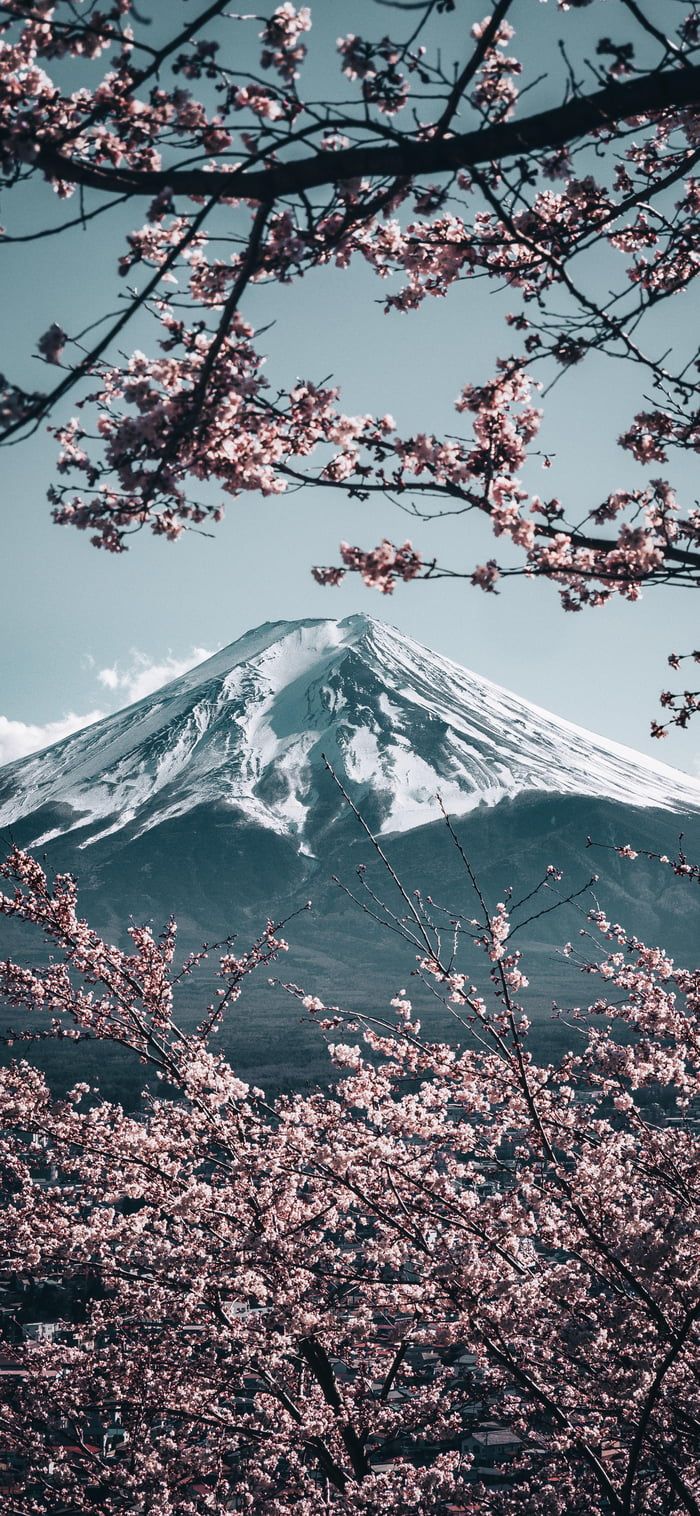 Mt Fuji with Sakura in Japan Iphone wallpaper mountains