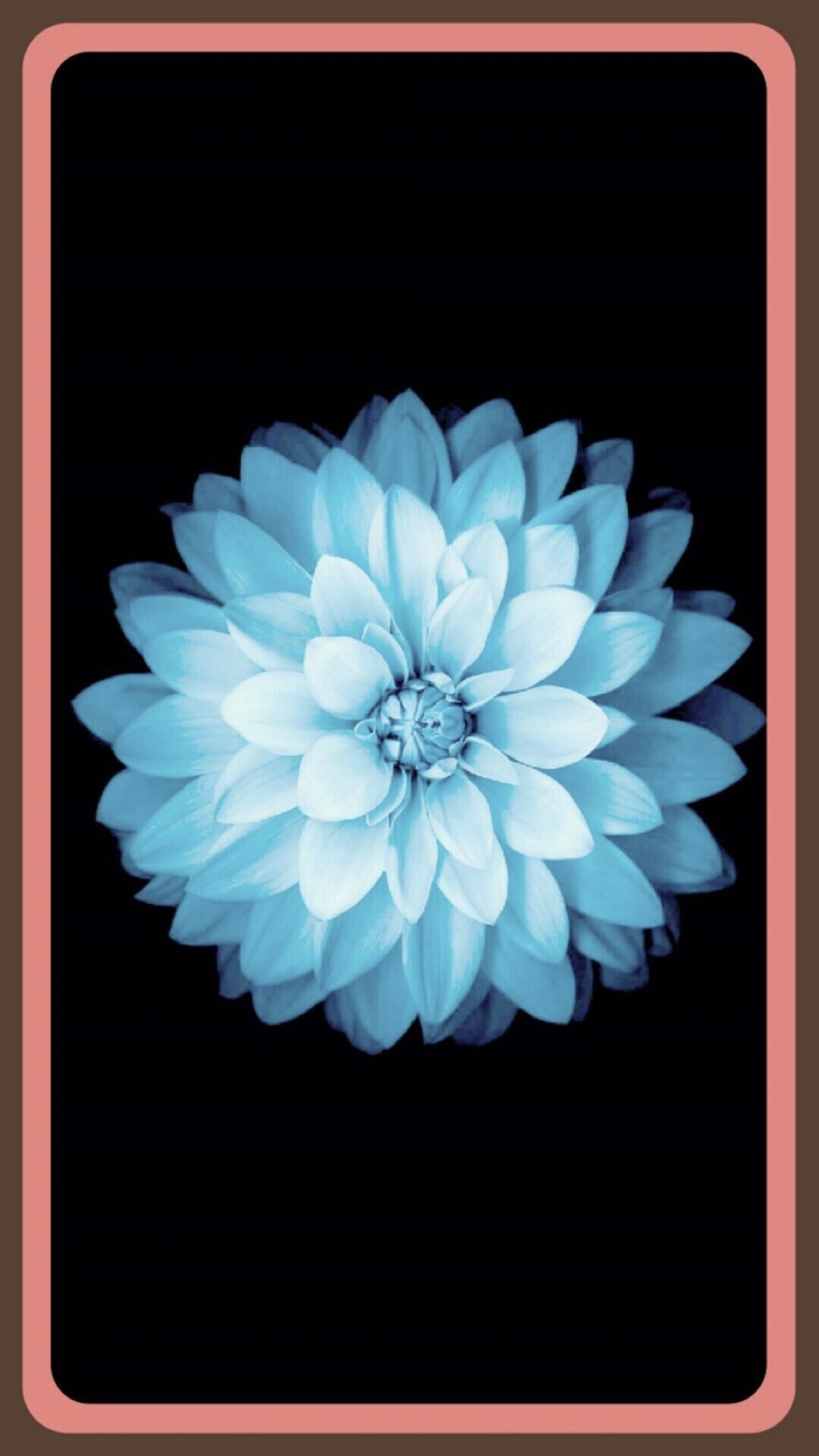 Flower White Wallpaper