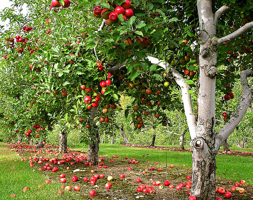 Kent Crockett S Devotionals The Parable Of Apple Orchard