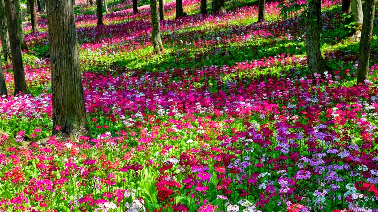 Pink Flower Garden Wallpaper Refreshrose Spot