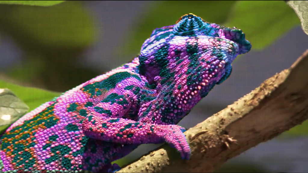 Purple Chameleon Chameleon   wallpaper by nbda