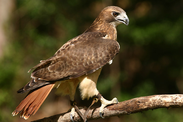 Boehmoeh Redtailed Hawk