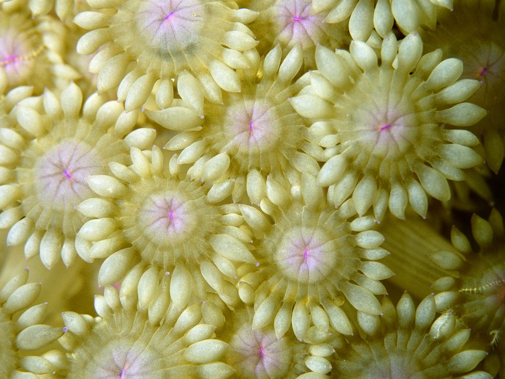 Flower Coral 989x742