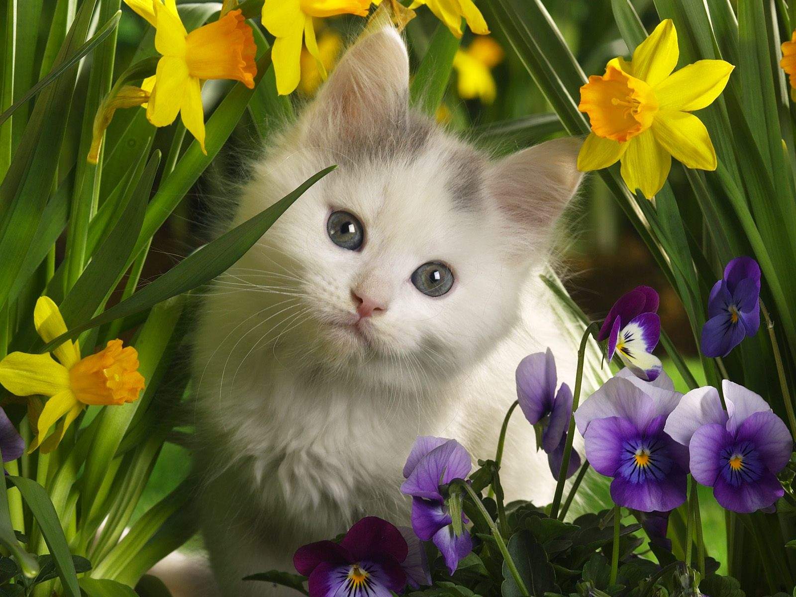 Baby White Cat HD Wallpaper
