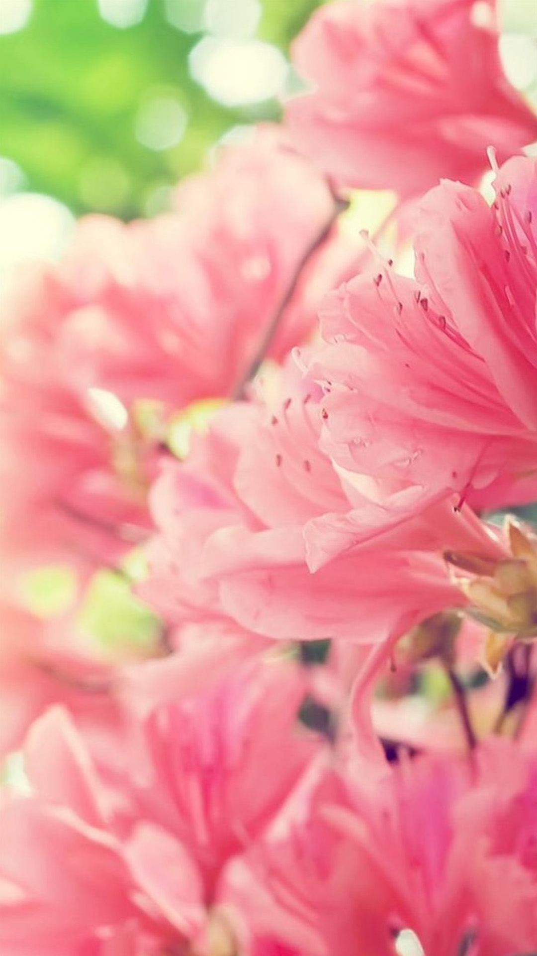 Flower iPhone Wallpaper