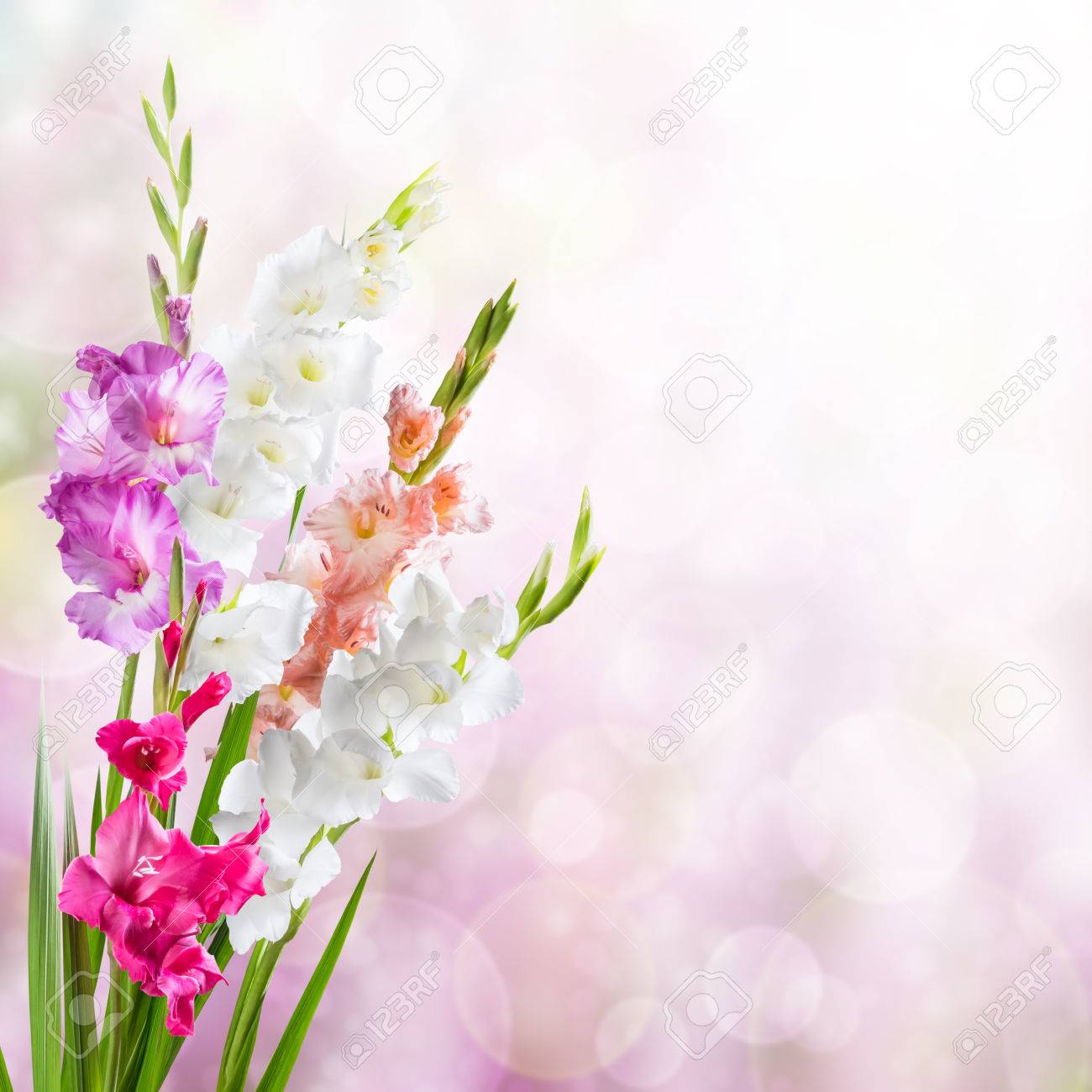 Beautiful Floral Nature Background Witn Gladiolus For Solemn