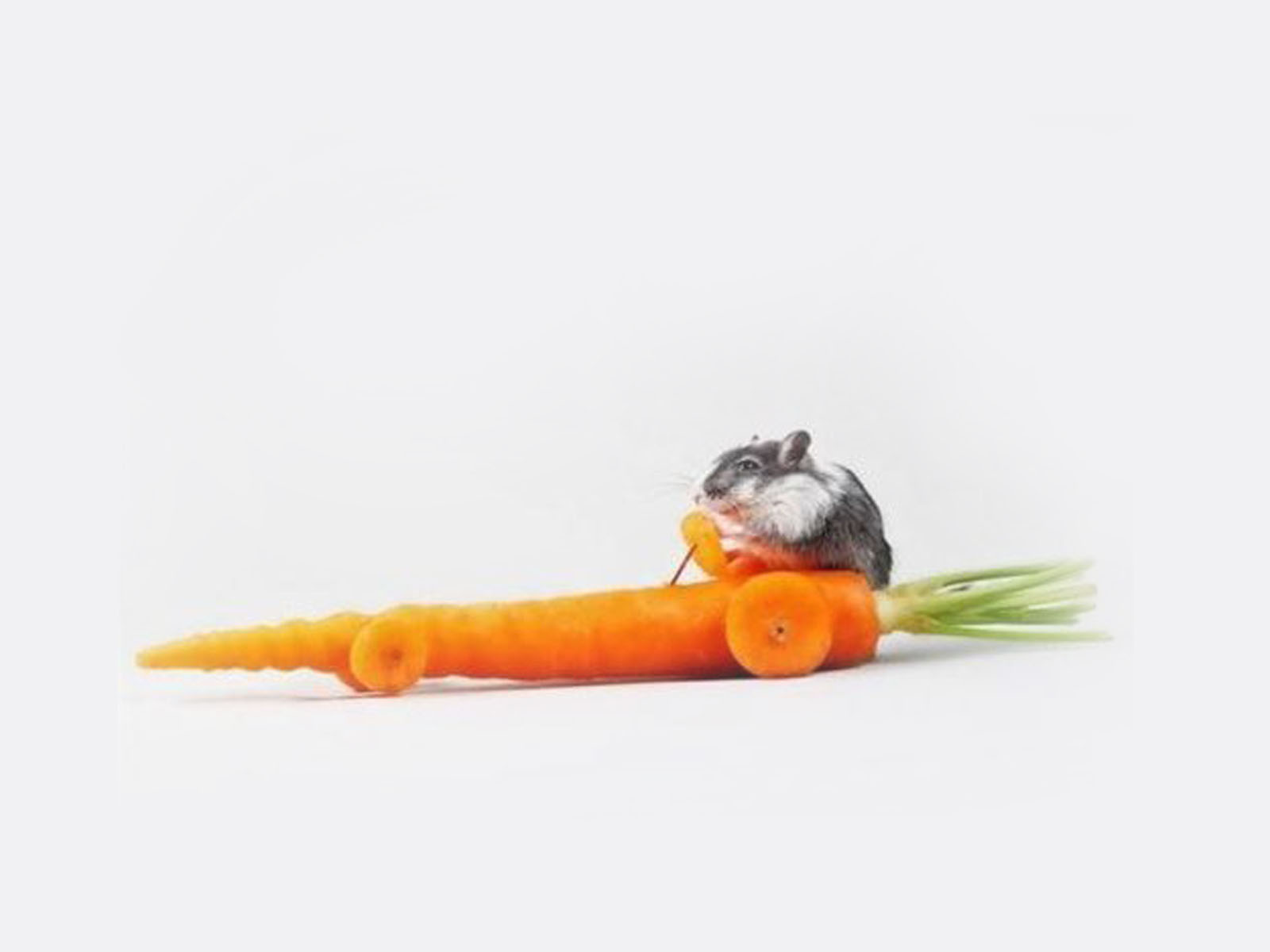Морковка демотиватор