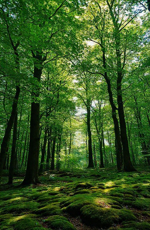 Green Forest Wallpaper Hd