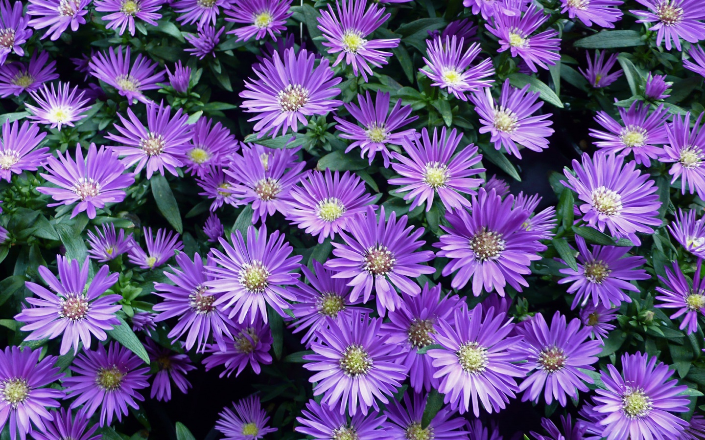 Fall Flowers Desktop Image