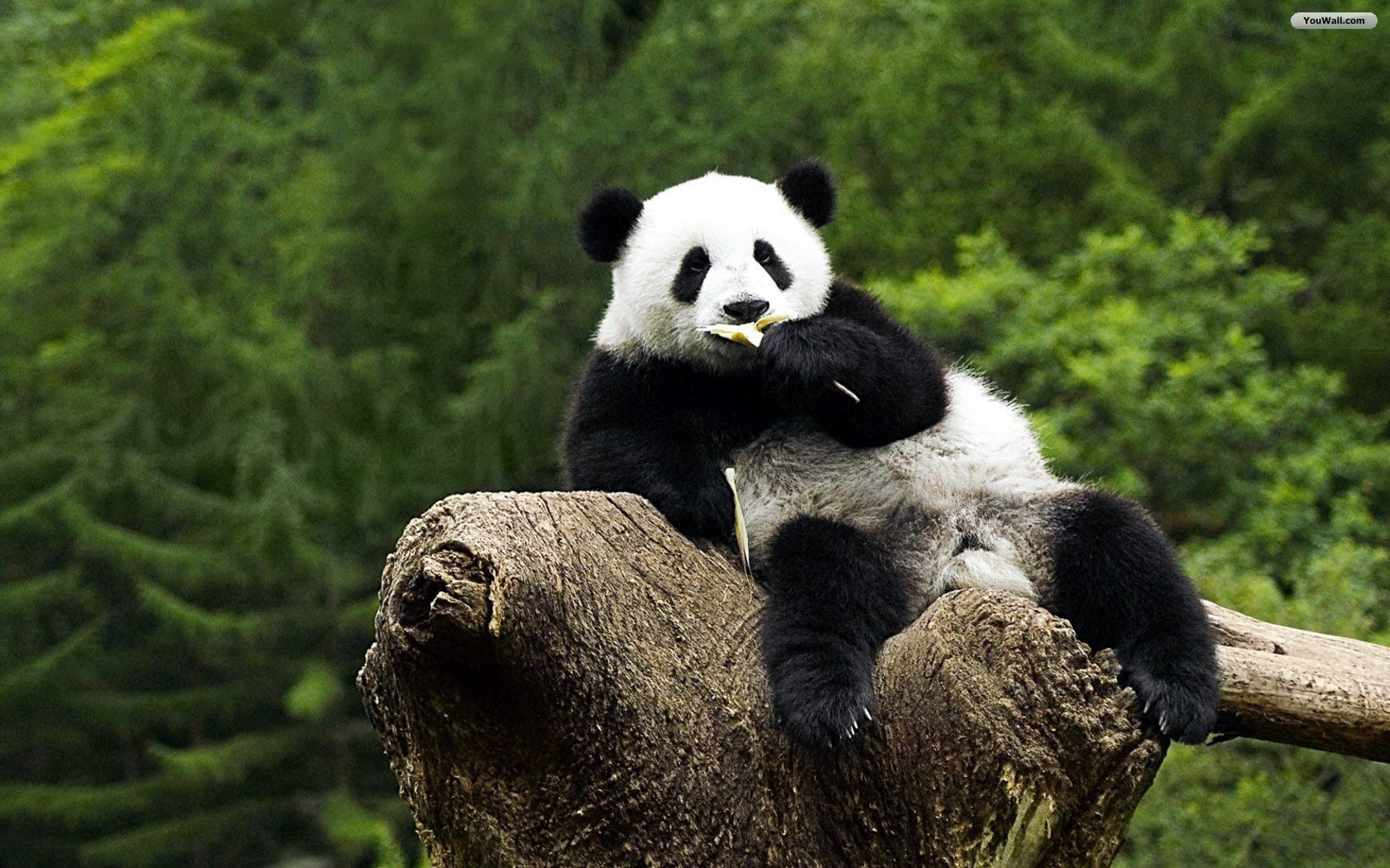 Pandas Wallpaper Full HD Search Important