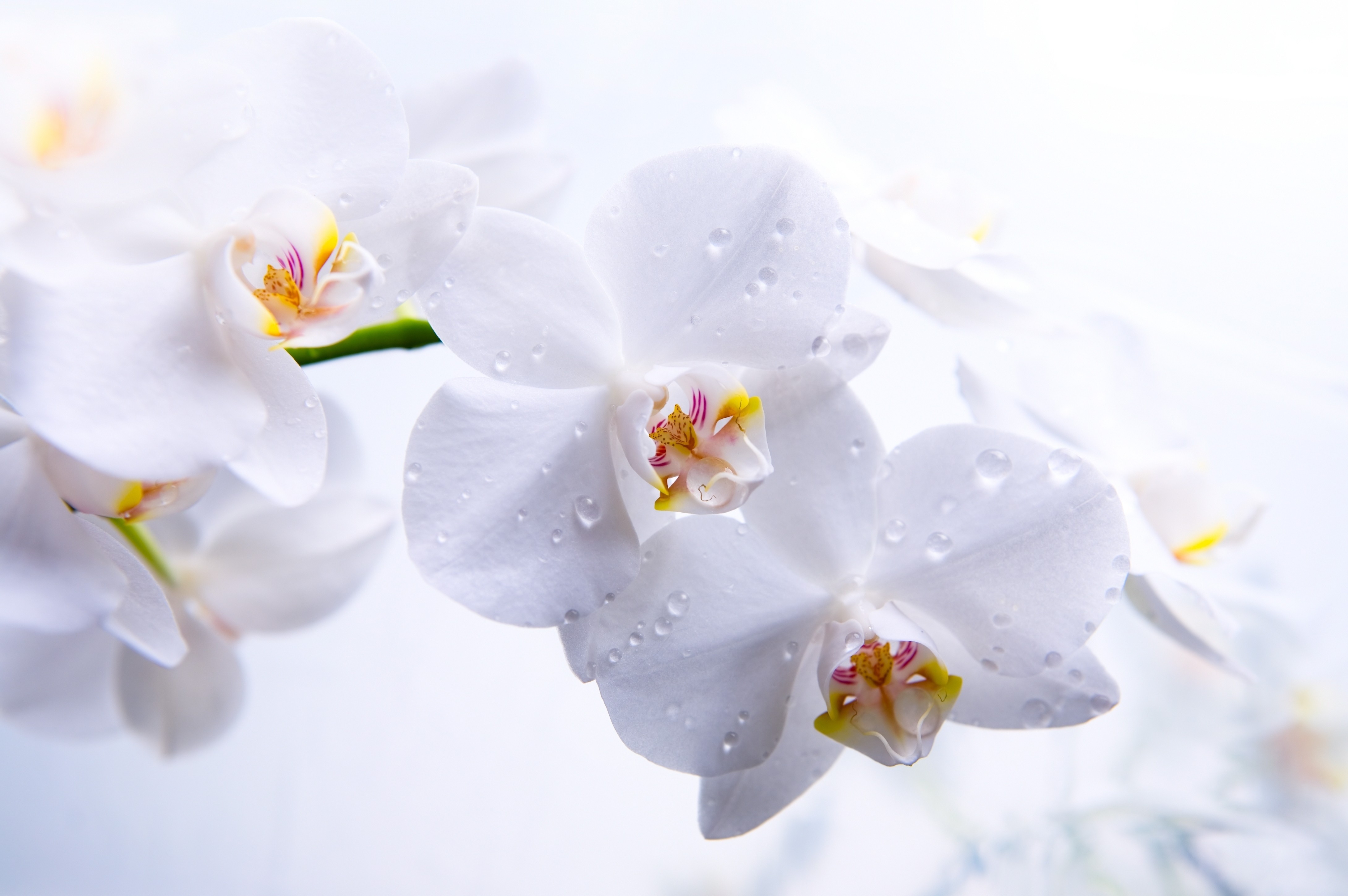 White Orchid Wallpaper And Image Pictures Photos