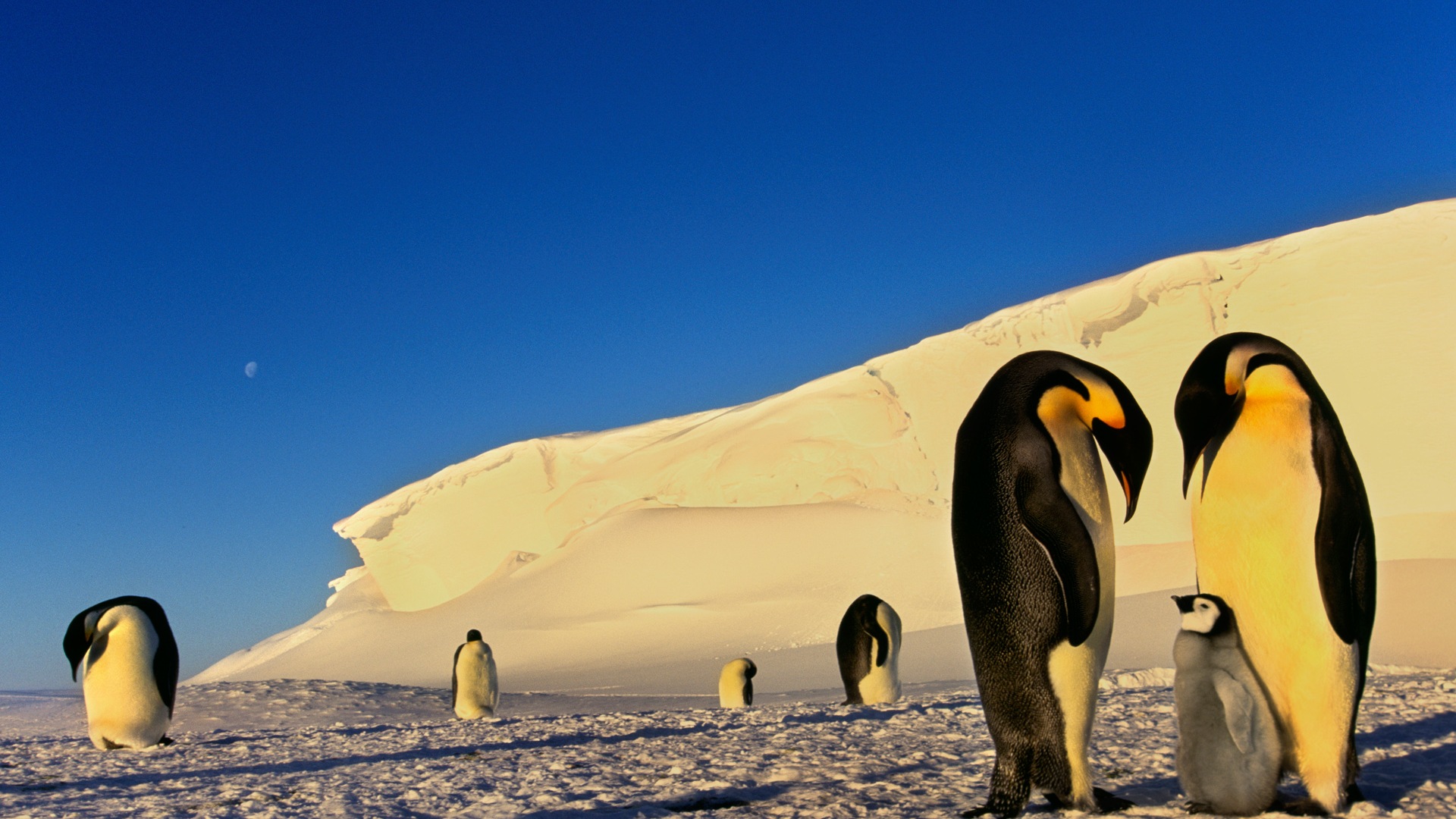 Windows Wallpaper Antarctic Snow Scenery Penguins