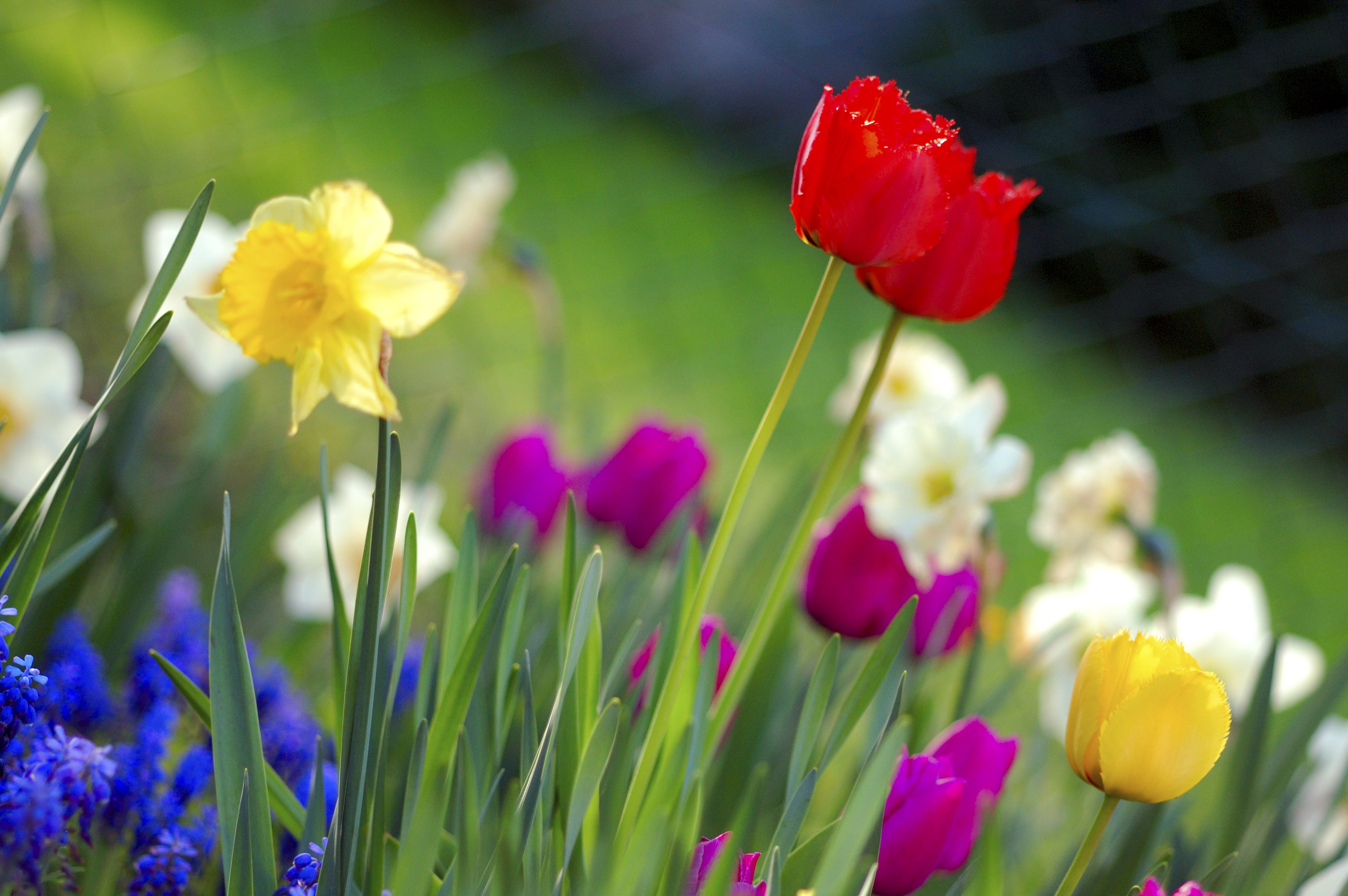 Spring On Mobile Means Springtime Season HD Wallpaper And Image
