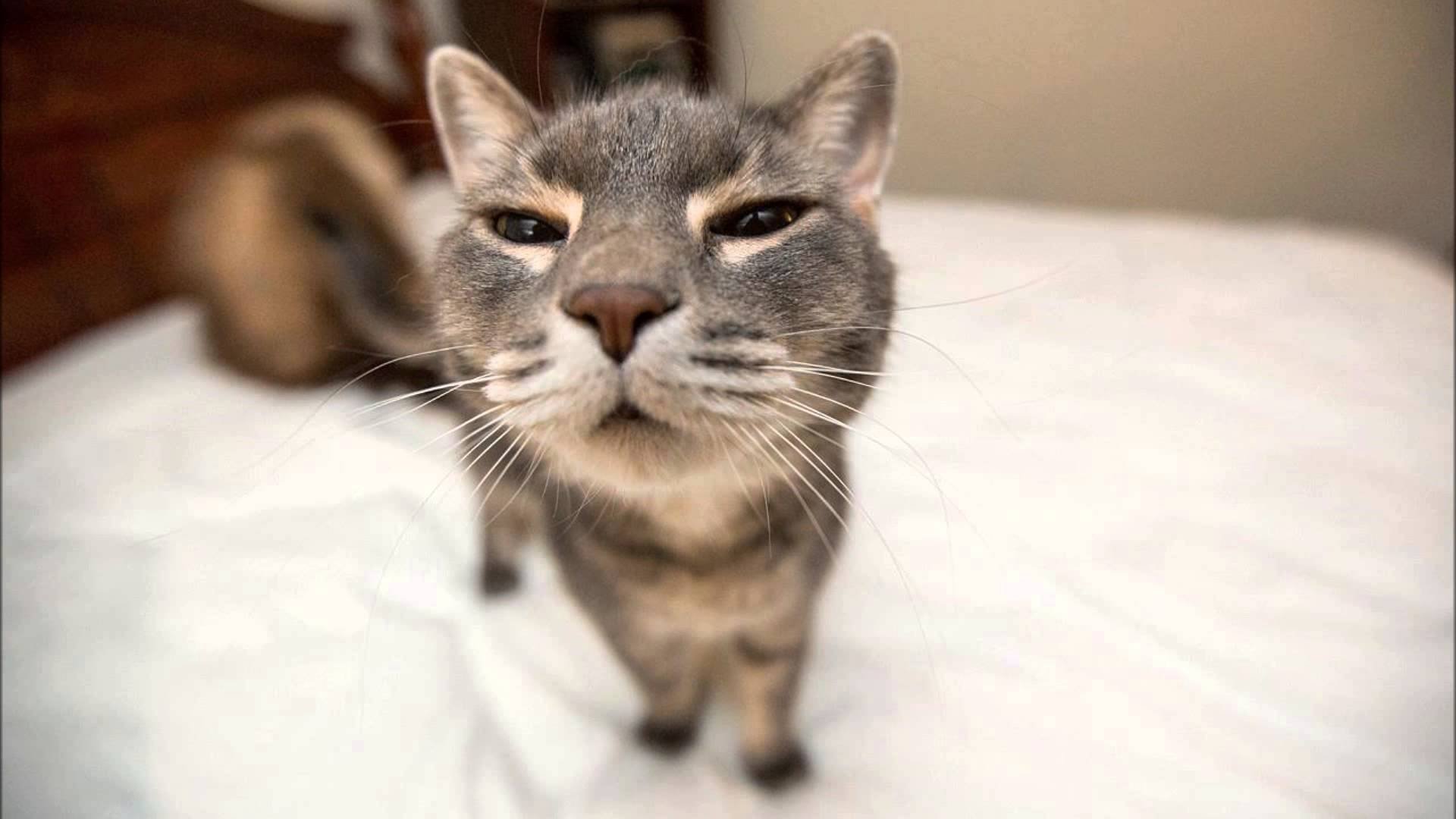 Cat Meme Quote Funny Humor Grumpy Wallpaper HD