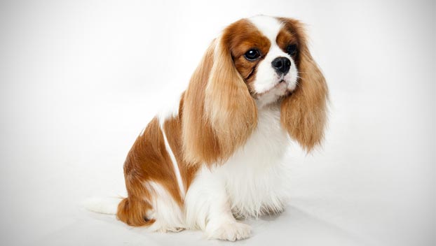 Free download Cavalier King Charles Spaniel Dog Breed Selector Animal  Planet [622x352] for your Desktop, Mobile & Tablet | Explore 50+ Cavalier  King Charles Spaniel Wallpaper | Charles Woodson Wallpaper, Cocker Spaniel