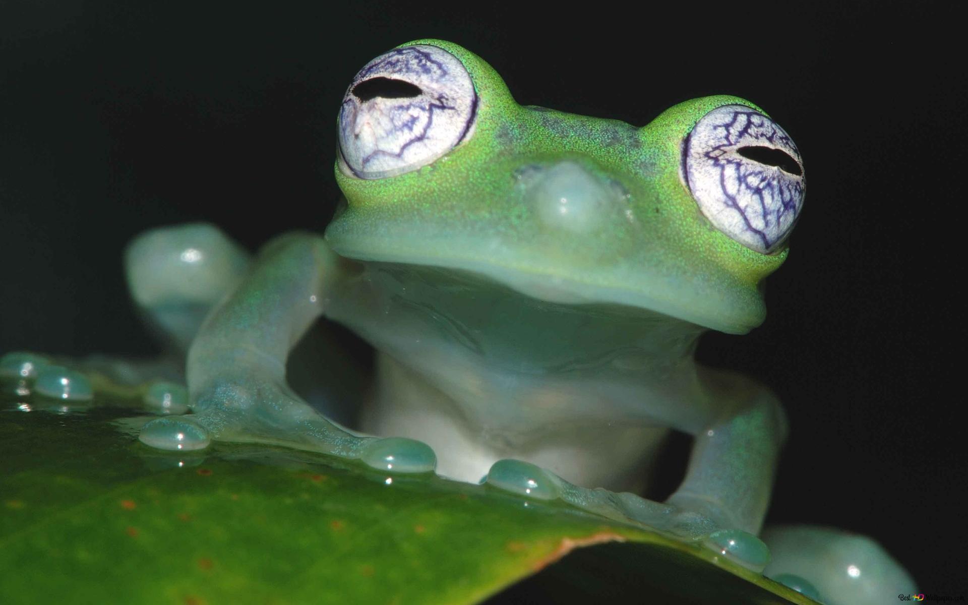 Green Frog Wallpaper