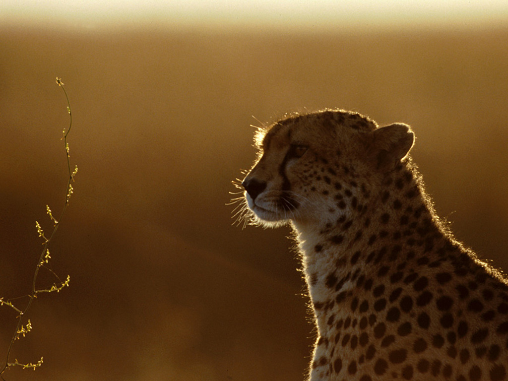 Cheetah In Sunset Exclusive HD Wallpaper