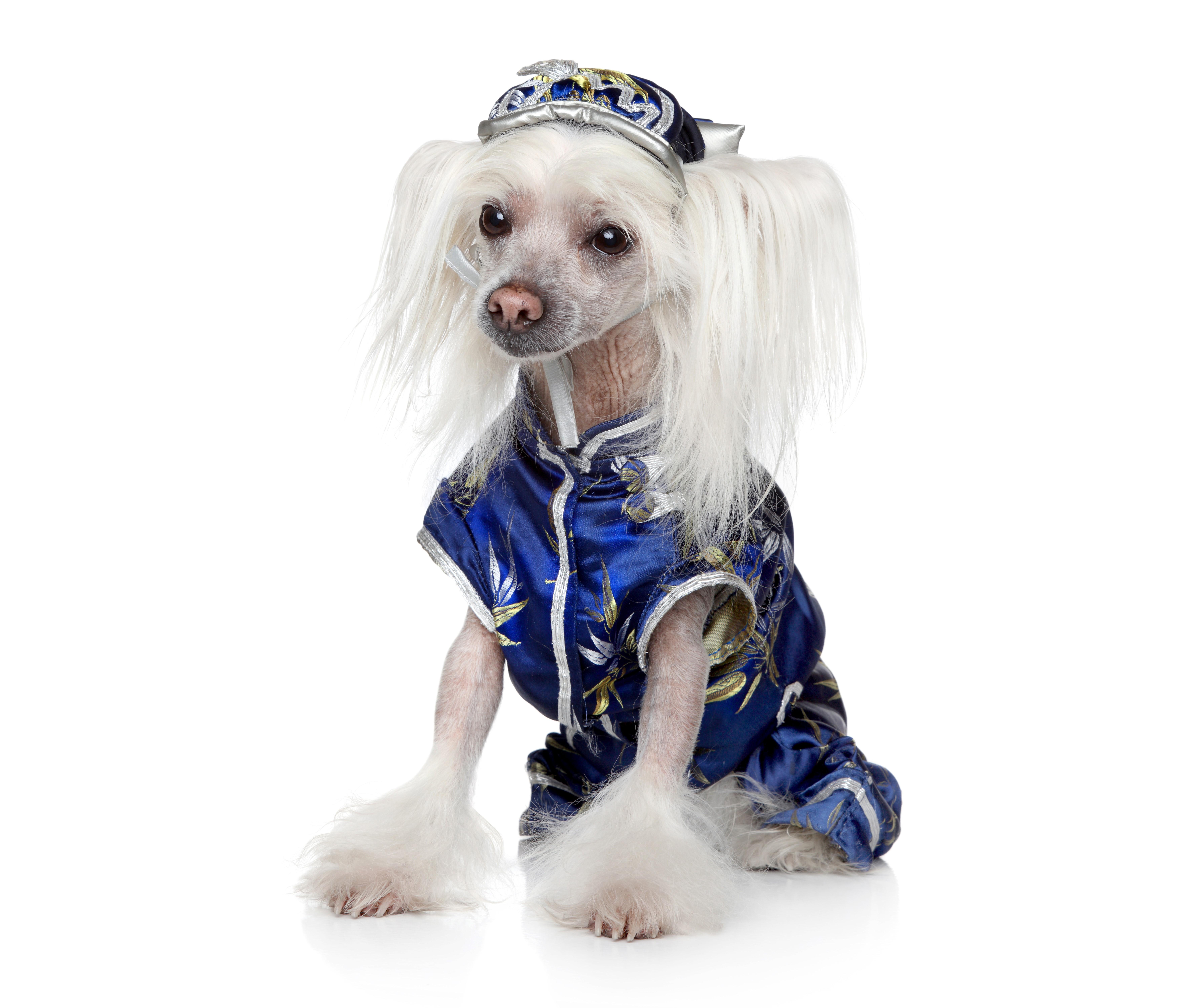 774558 4K 5K 6K 7K Dogs Clothes Uniform Chinese Crested