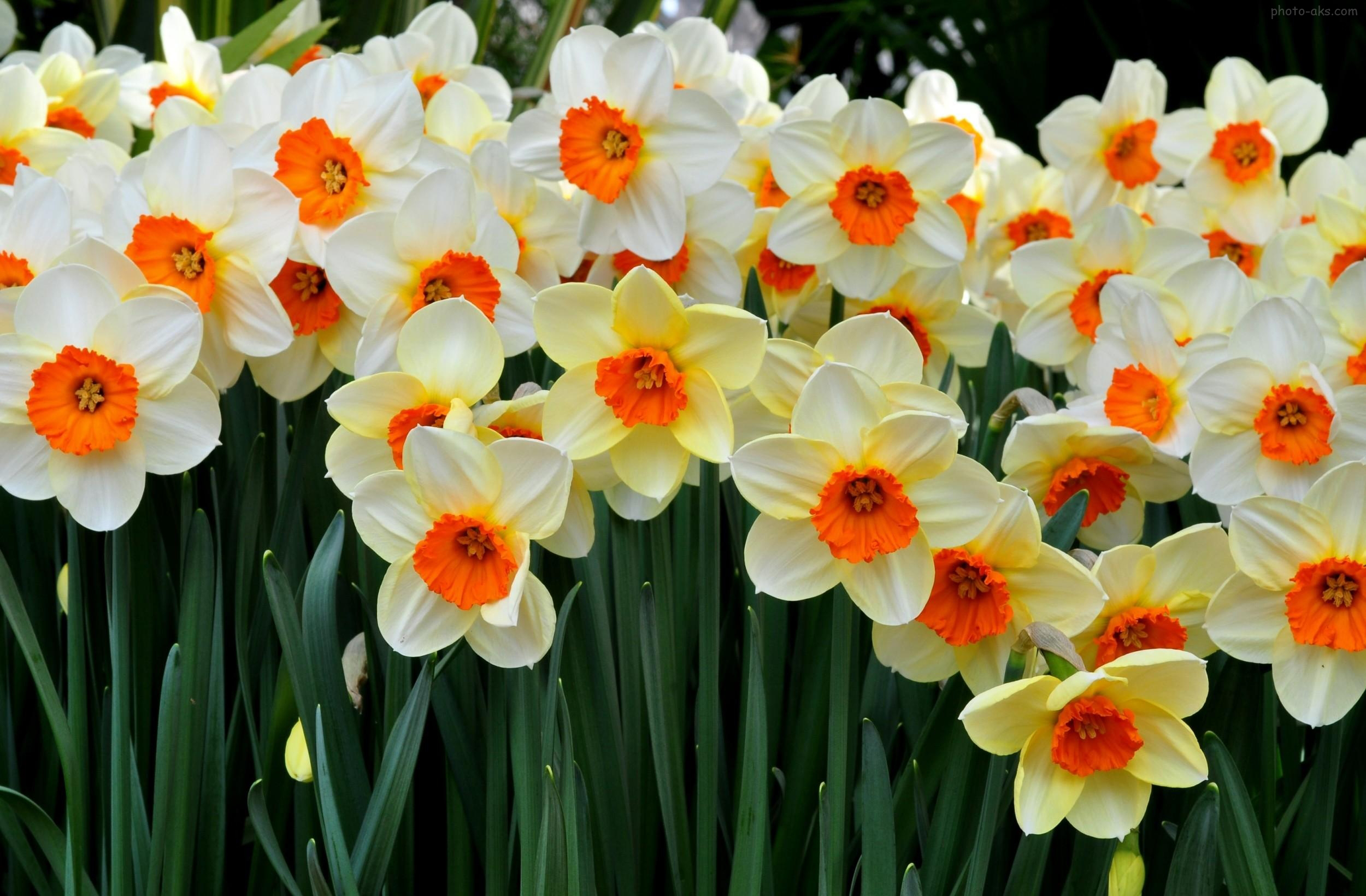 Wallpaper Of Daffodils Flower
