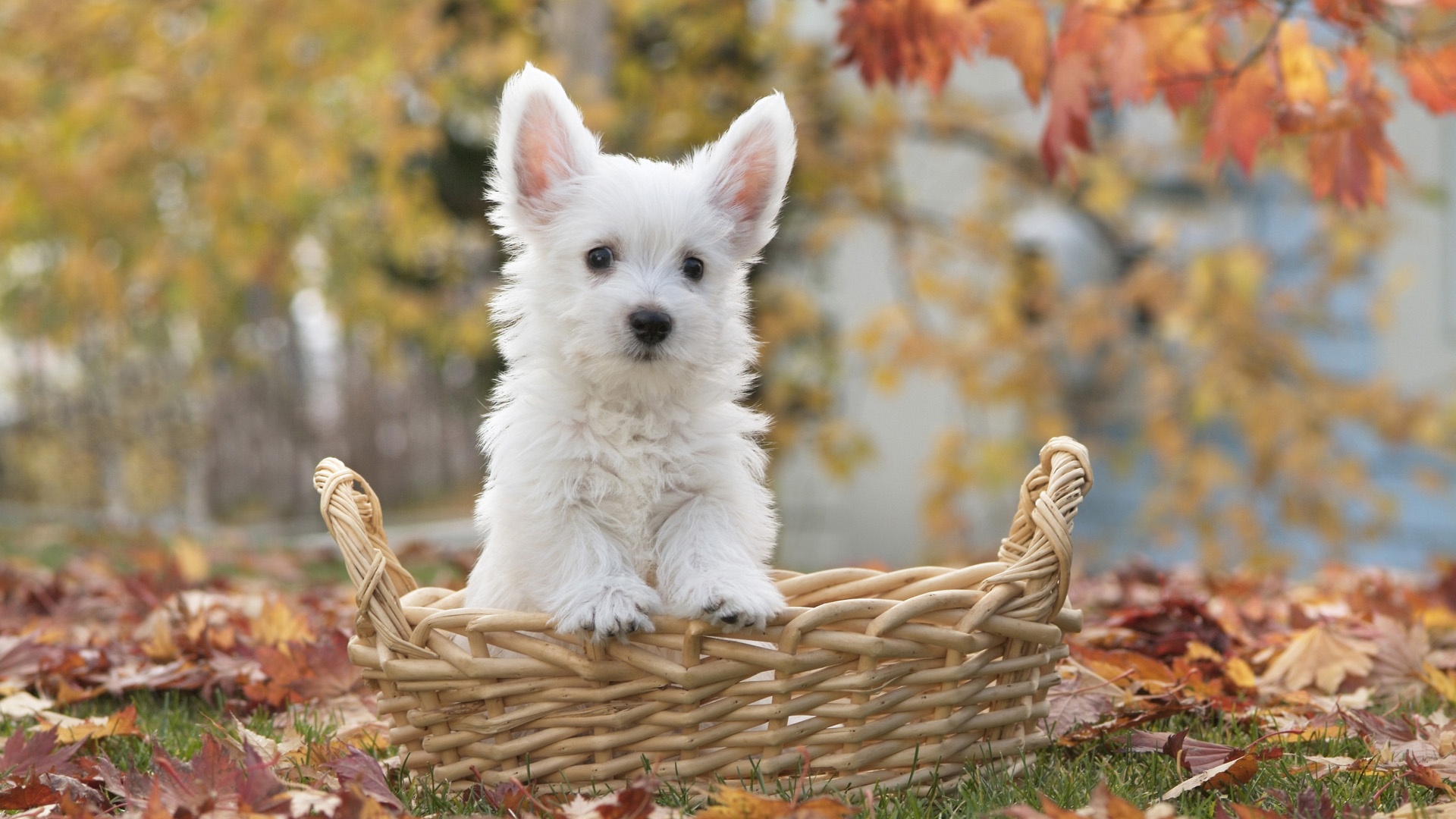 White Terrier Dog Wallpaper
