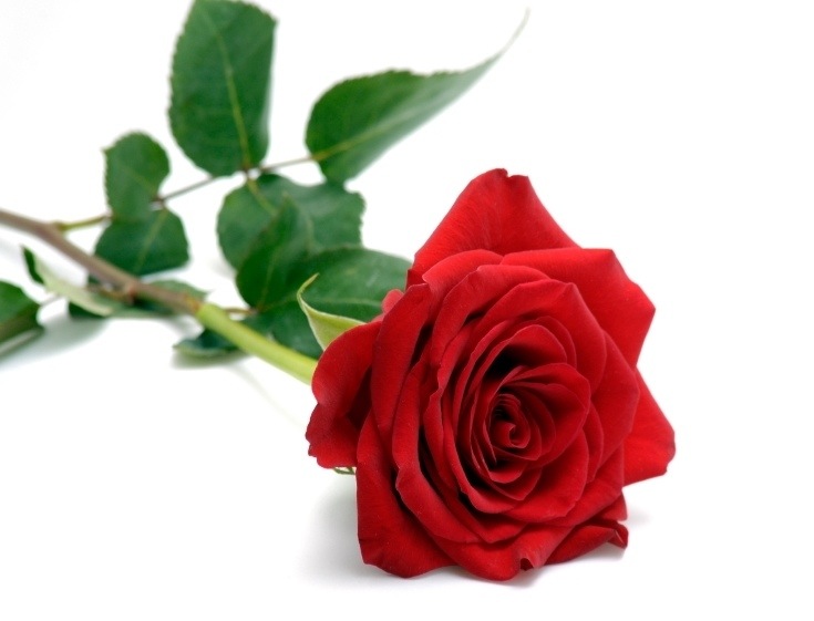Single Red Rose Flowers Flower HD Wallpaper Image Pictures