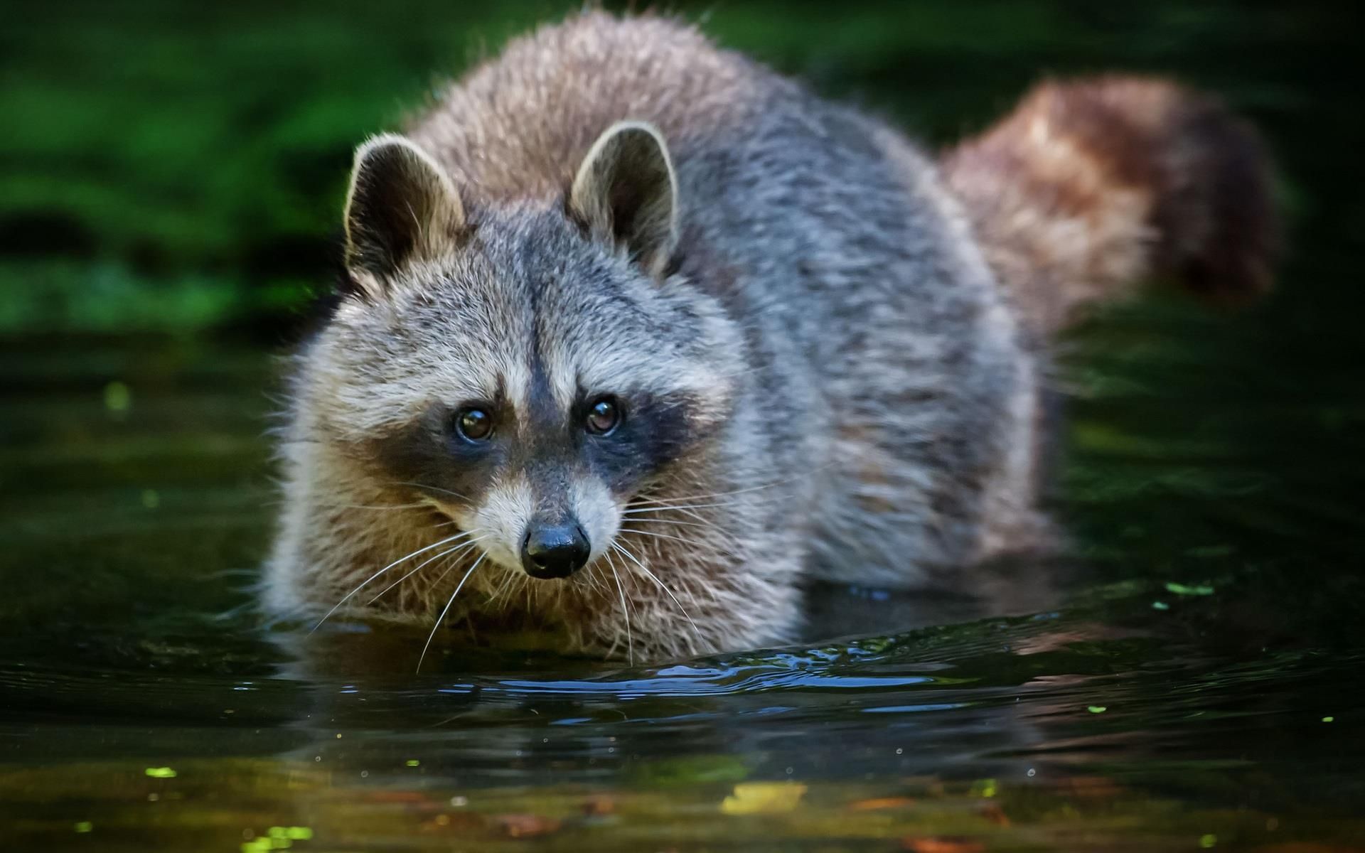 Get Awesome Raccoons HD Image In Each New Chrome Tab A